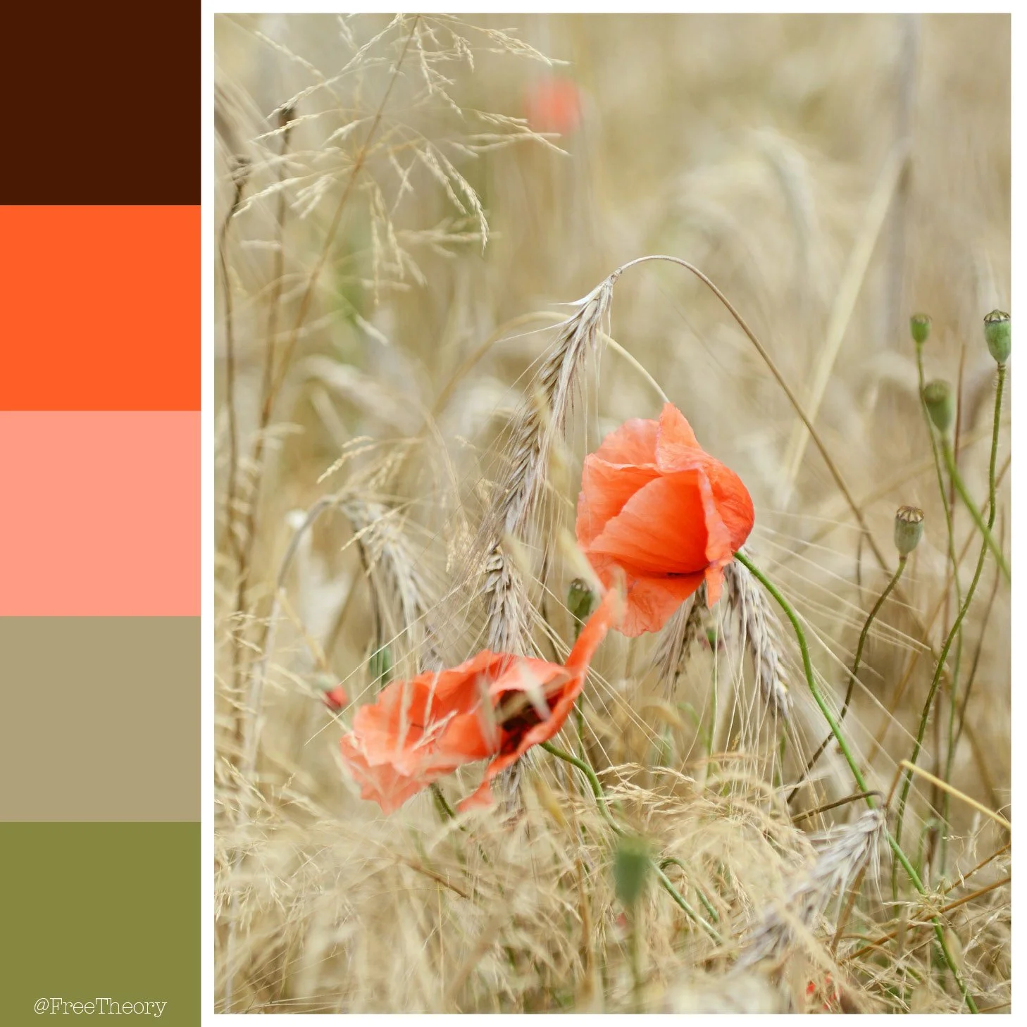 Field of Poppies Color Palette