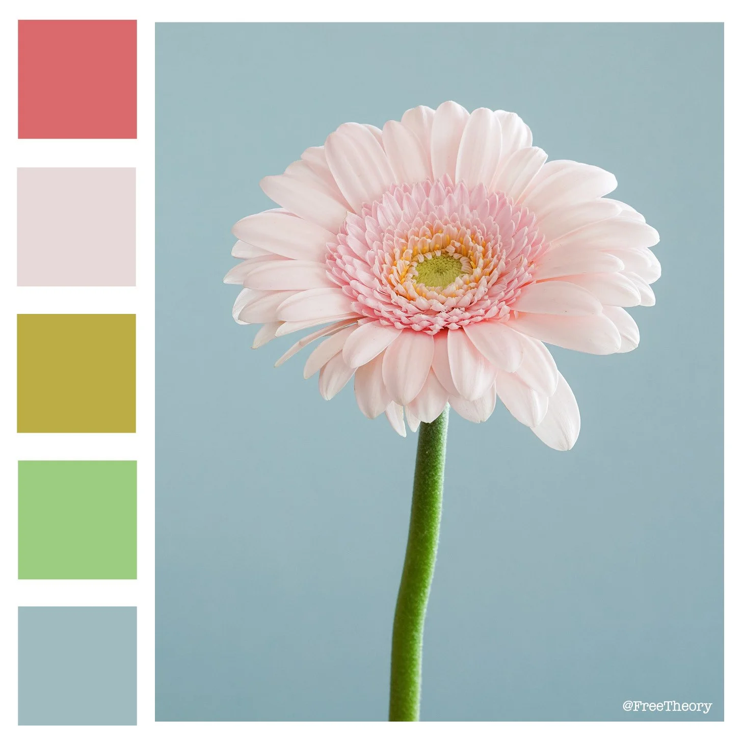 Pink Gerber Daisy Color Palette