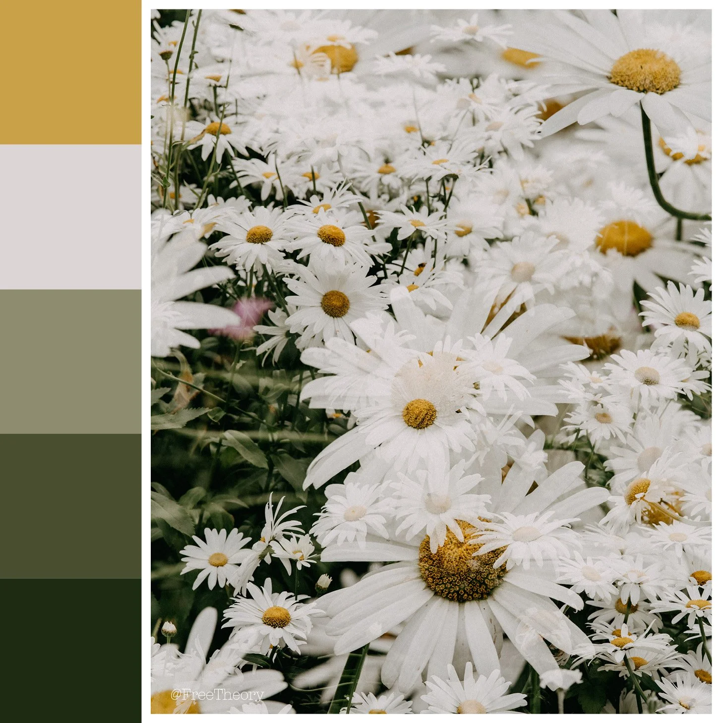 Shasta Daisies Color Palette