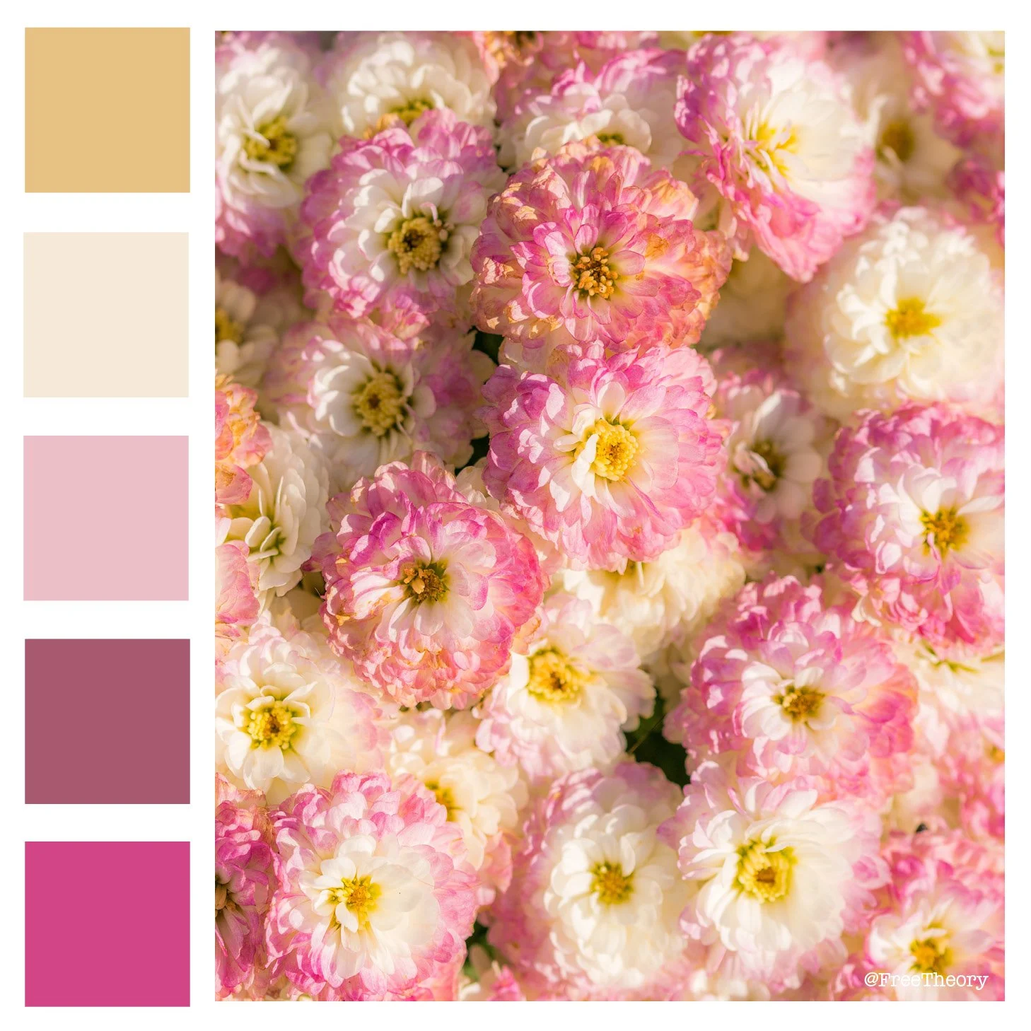 Pink Chrysanthemum Color Palette