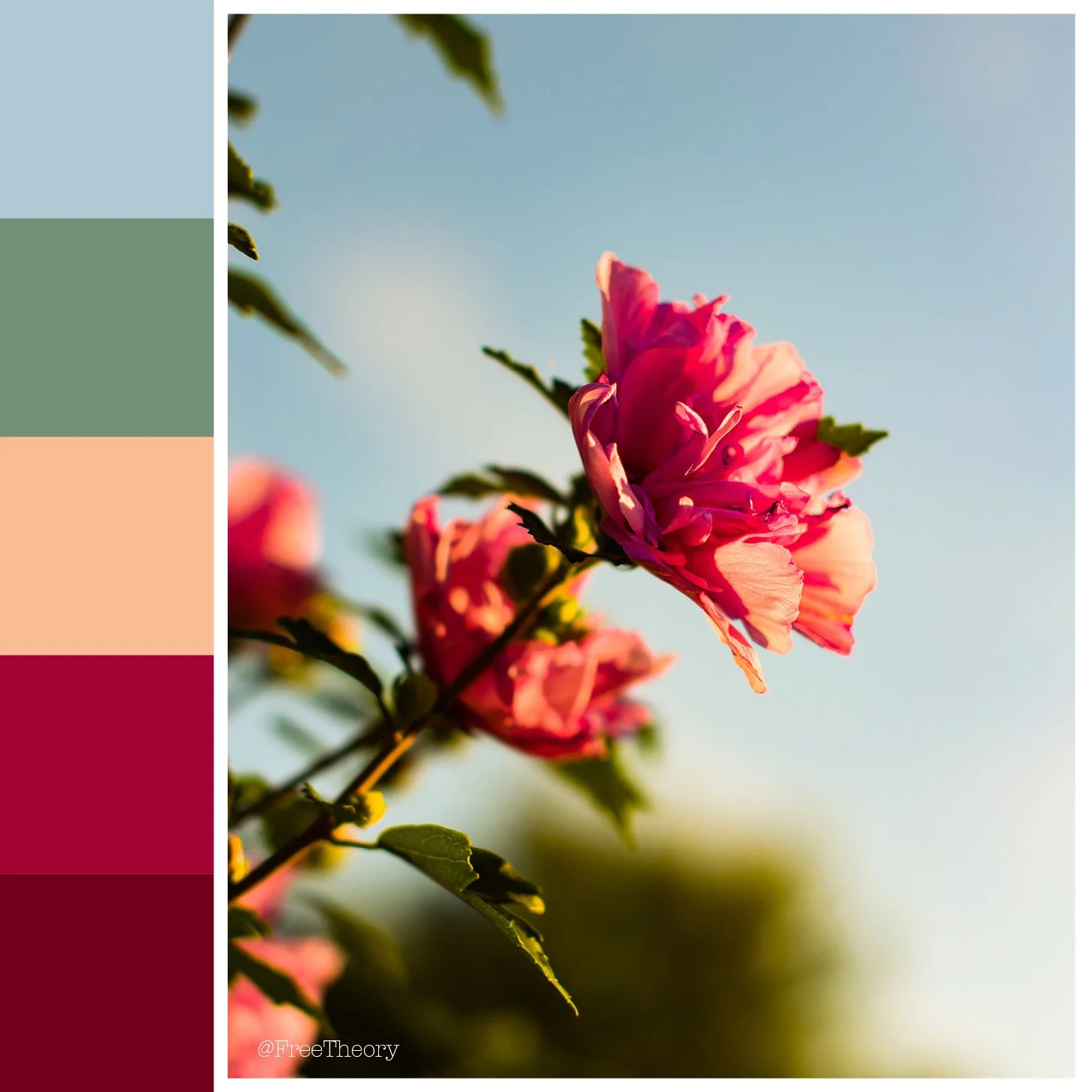 Pink Blossom Color Palette