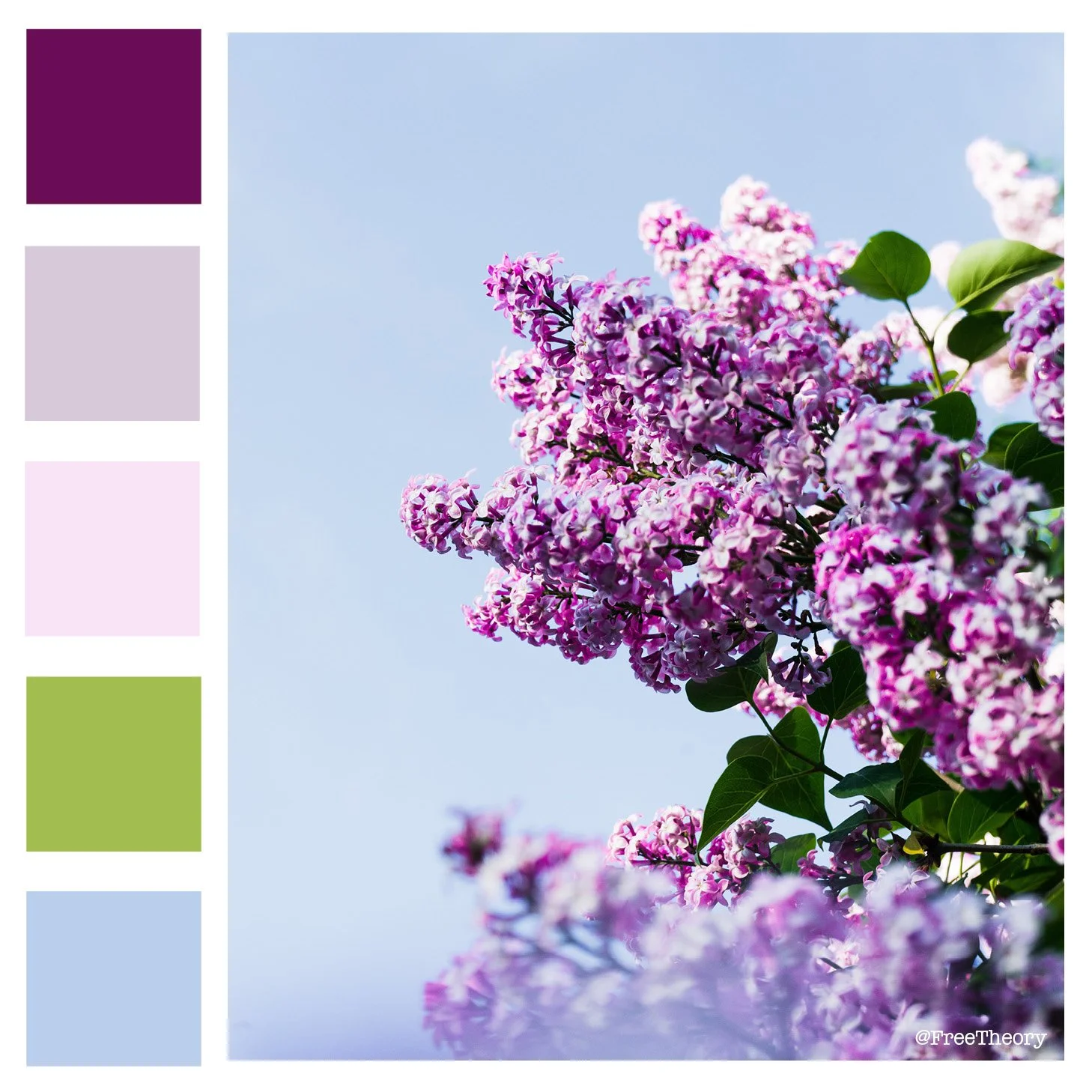 Lilac Blossom Color Palette