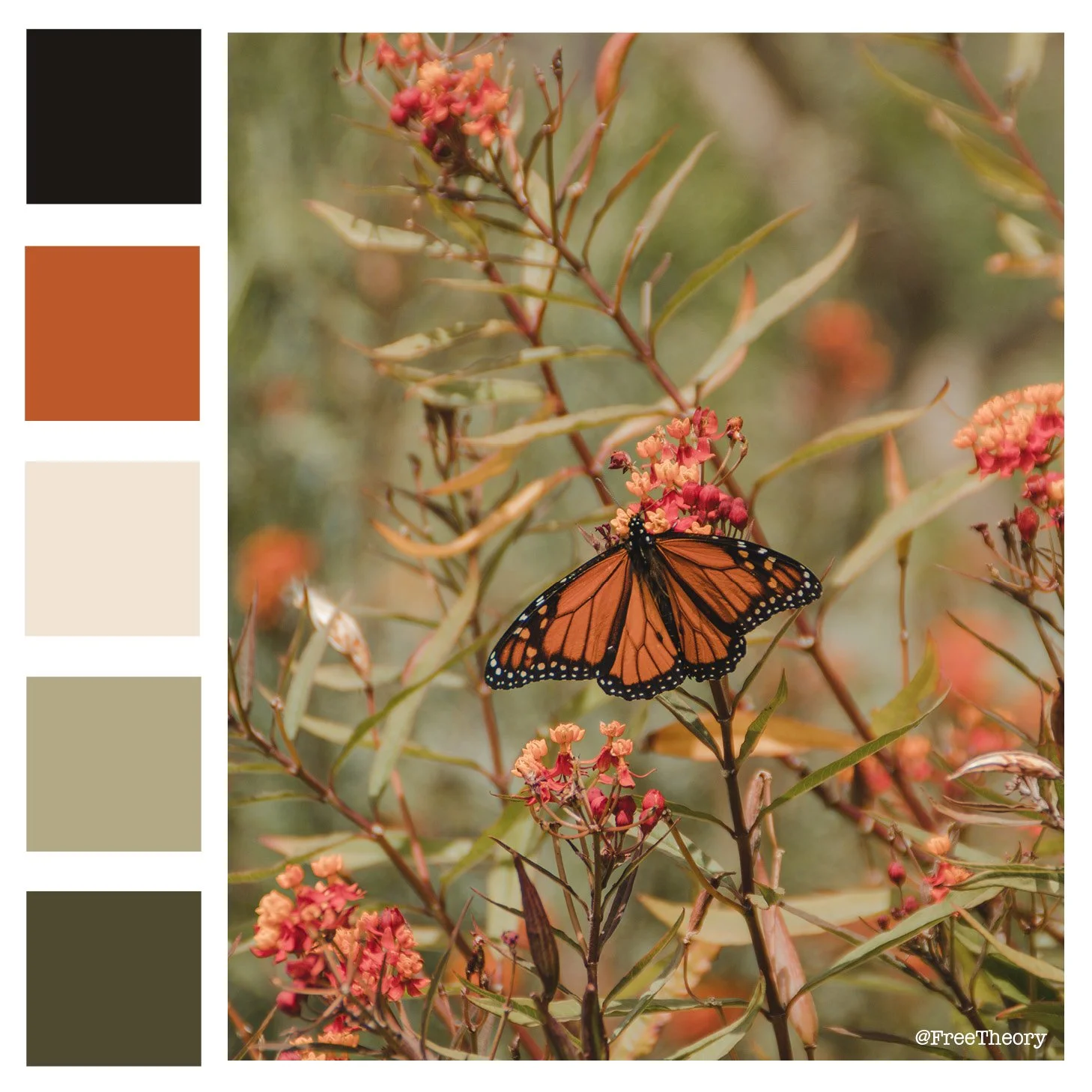 Monarch Butterfly Color Palette