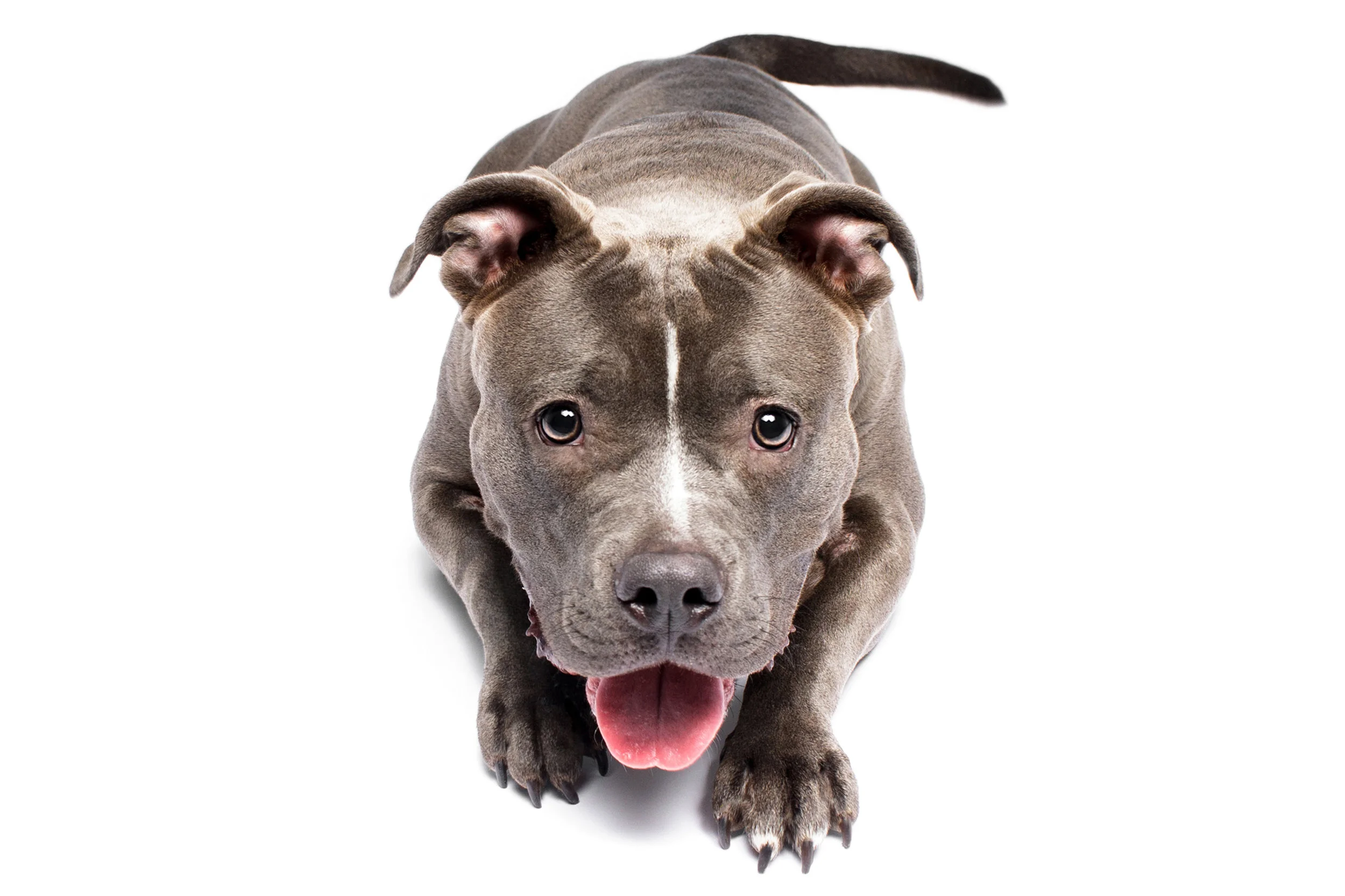 Kali the Blue Nose American Bully/Pitbull Terrier