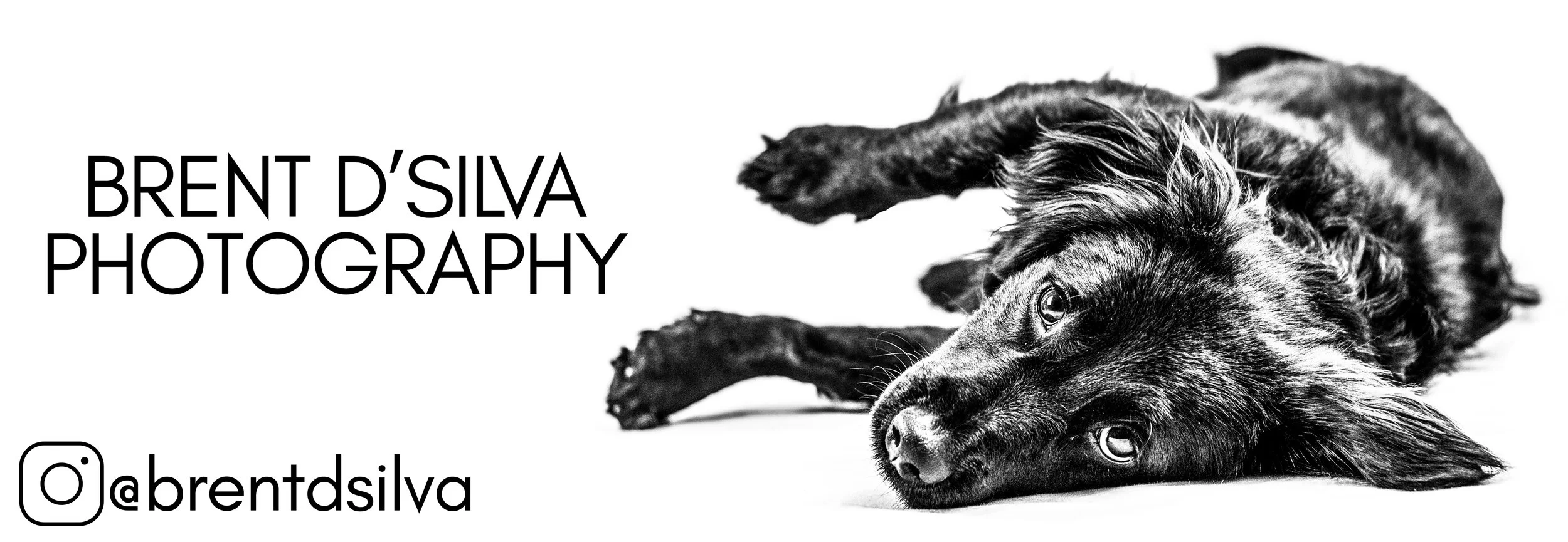 How to Take Great Photos of Your Pets - 3 Tips from a Pro