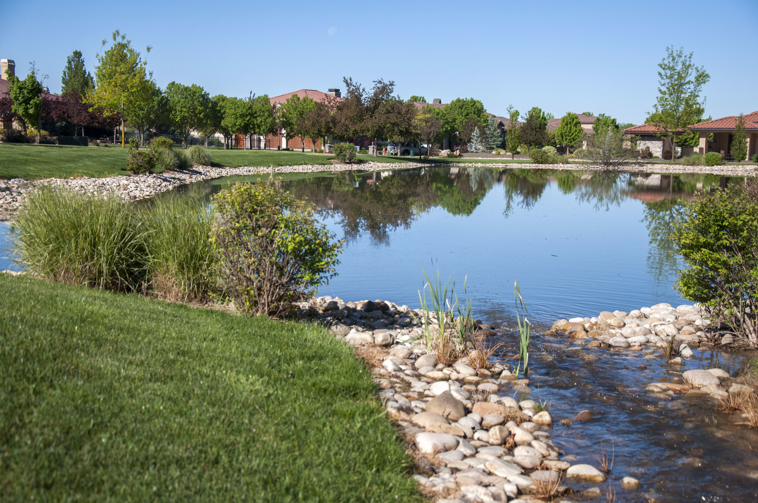 pond landscape