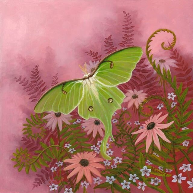 Hope everyone is having a great day out there! I thought this luna moth could add a little extra joy to your evening😊 This is one of the paintings I did last year for my Faunae playing cards, and included the card this image became part of, as well 