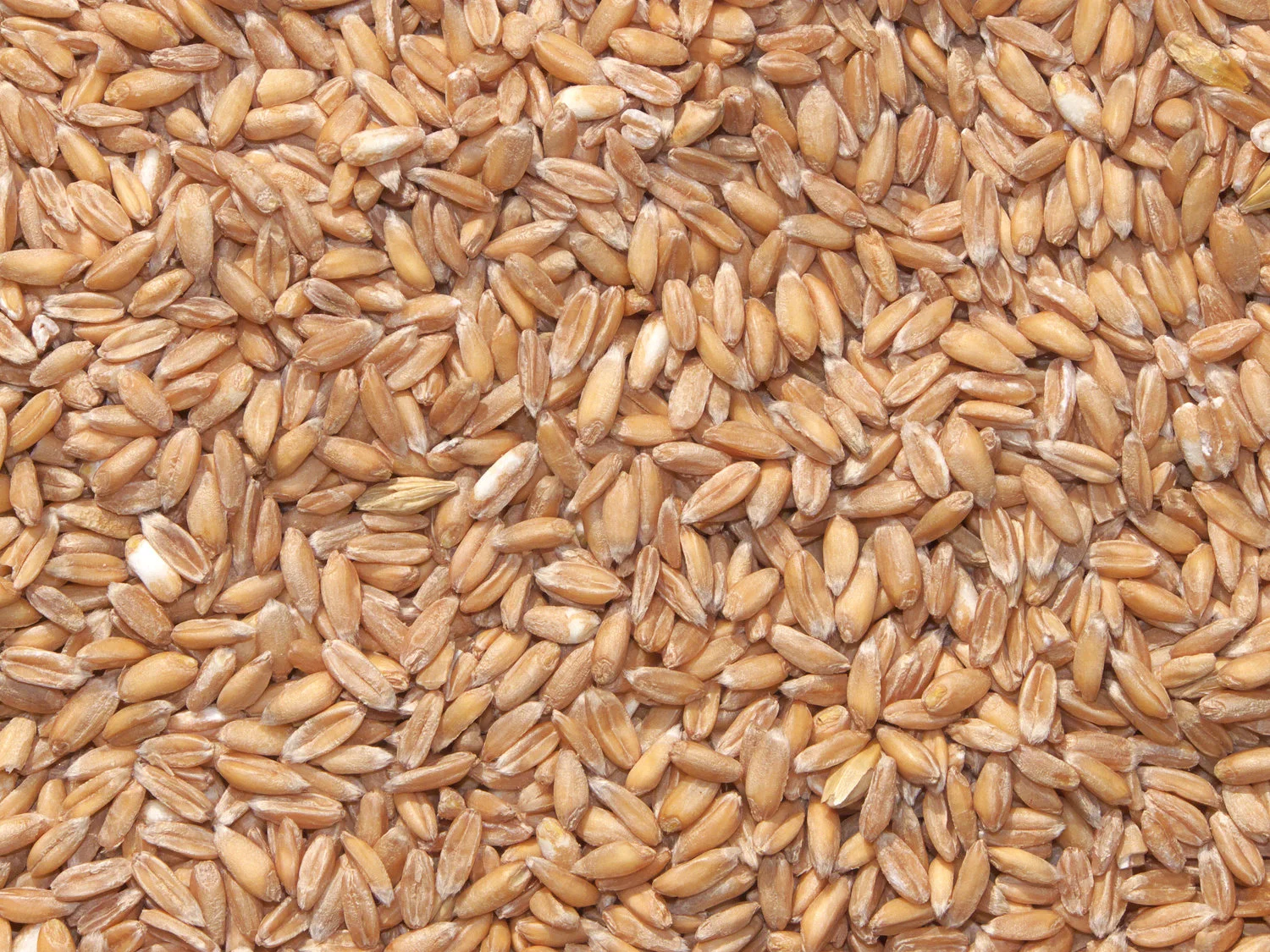Farro
