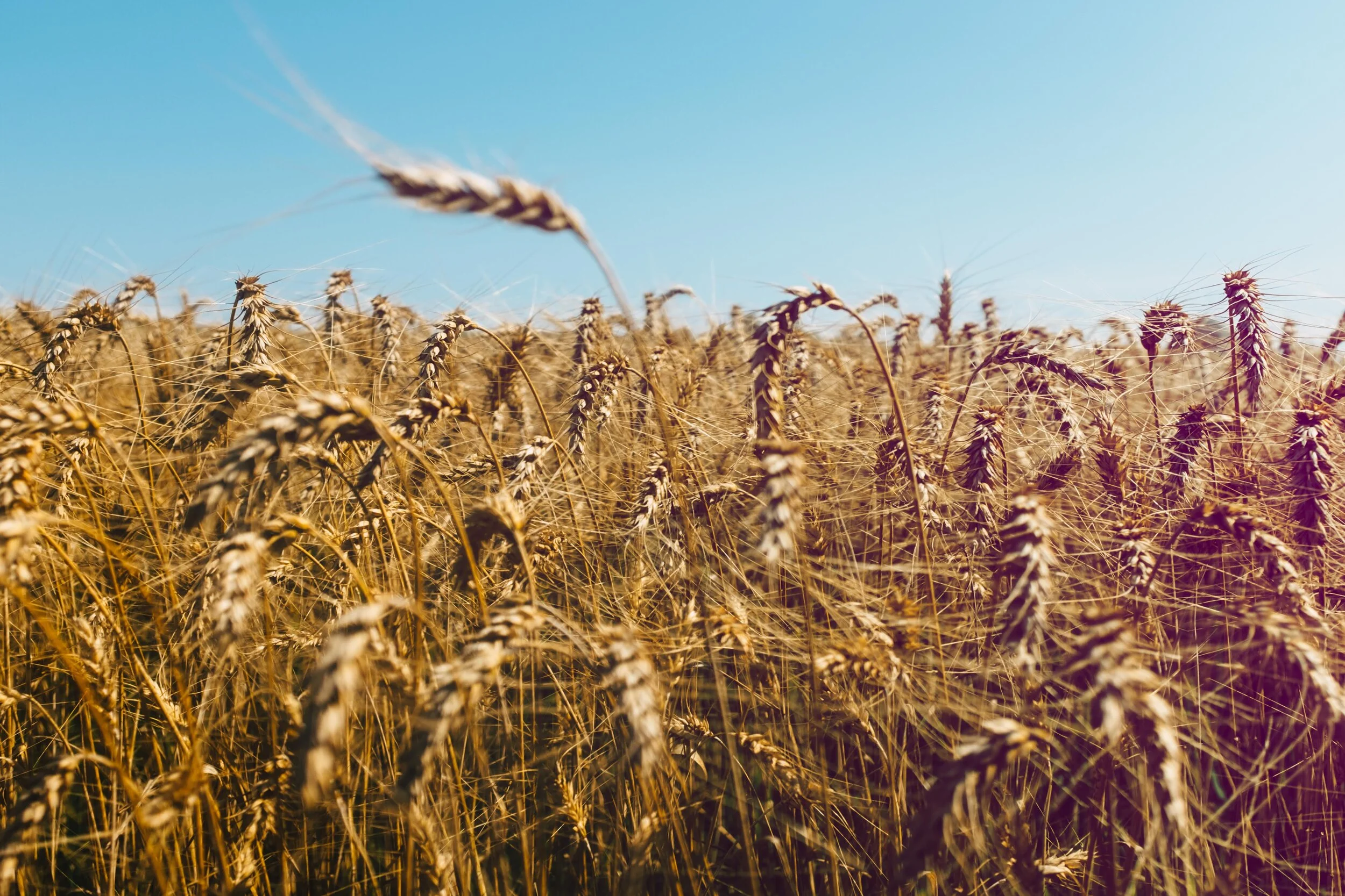 August 2019 | FUJI X100T | Prince Edward County