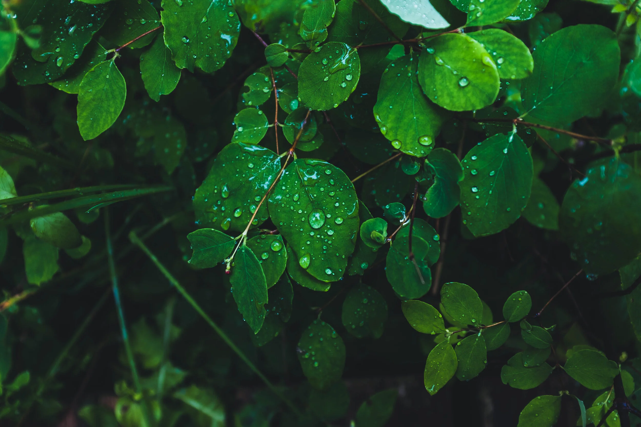 June 2021 | FUJI X100T | TOBEYMORY, ONTARIO, CANADA