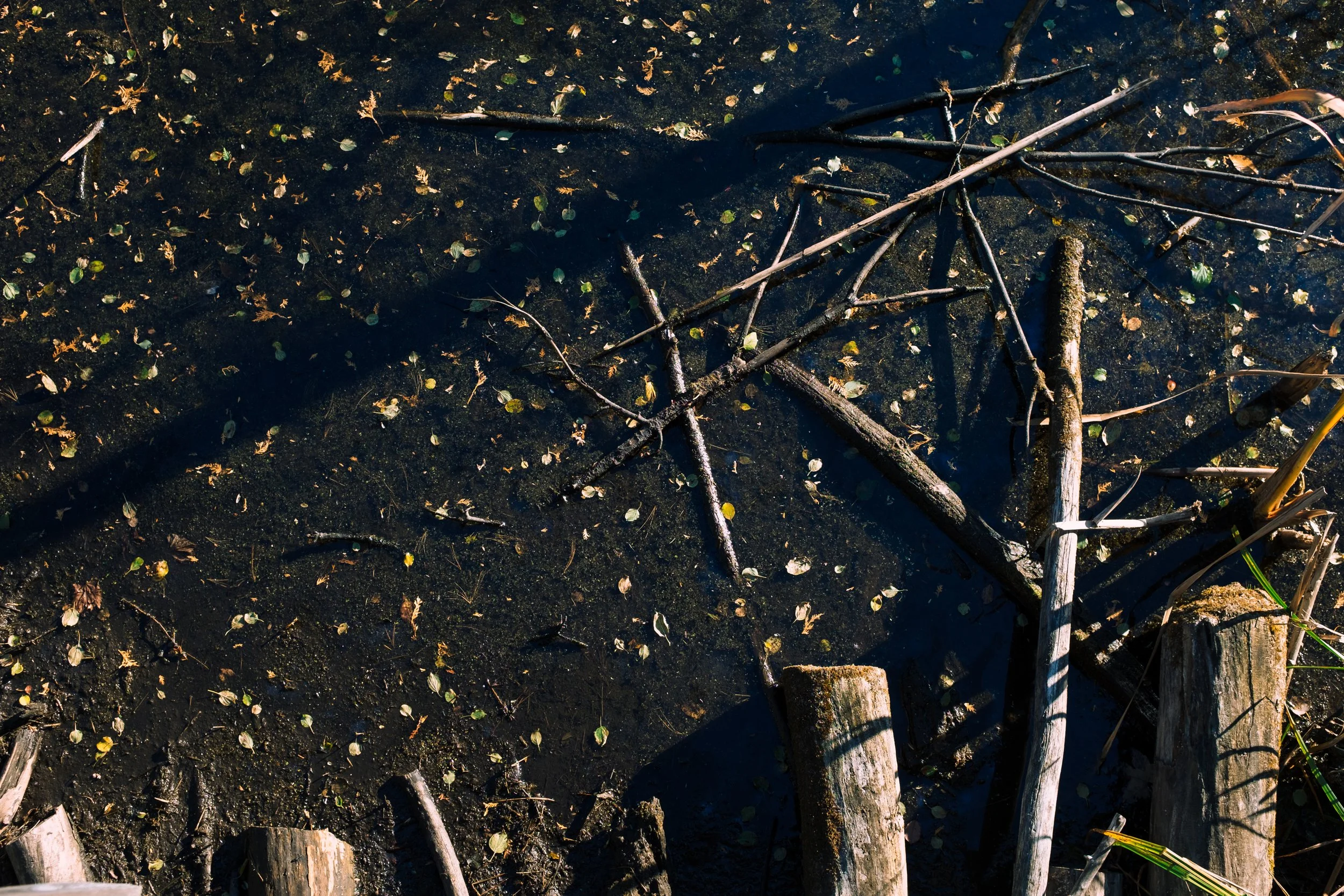 OCTOBER 2024 / FUJI X100T / Huron Natural Area, Kitchener