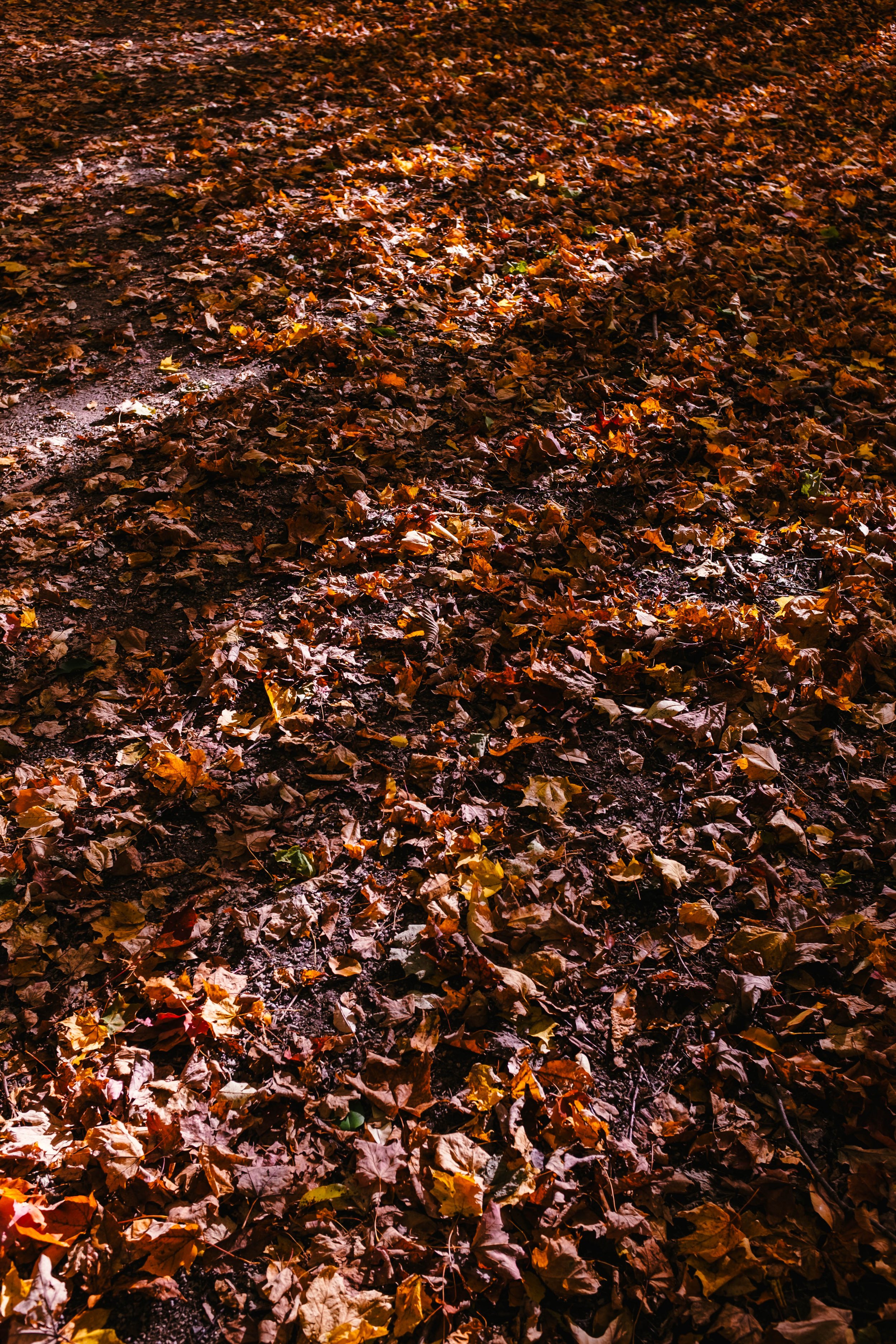 October 2021 -2024 | FUJI X100T | GUELPH & KITCHENER, ONTARIO