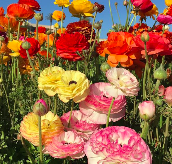 The Flower Fields - Carlsbad, CA - go on an adventure, be inspired