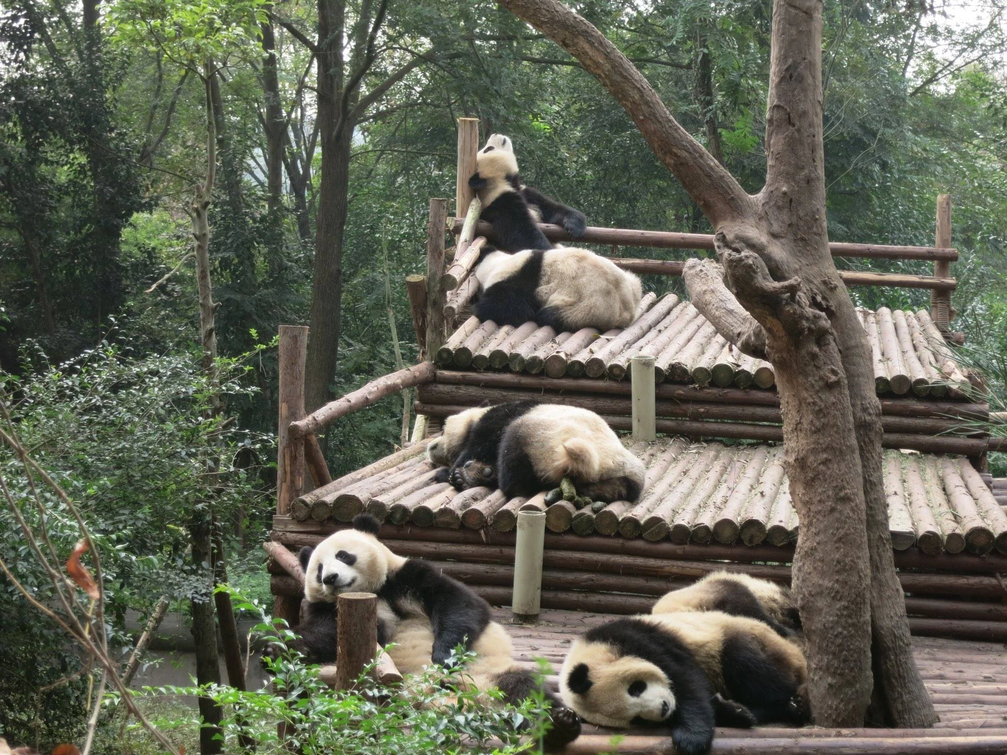 Chengdu