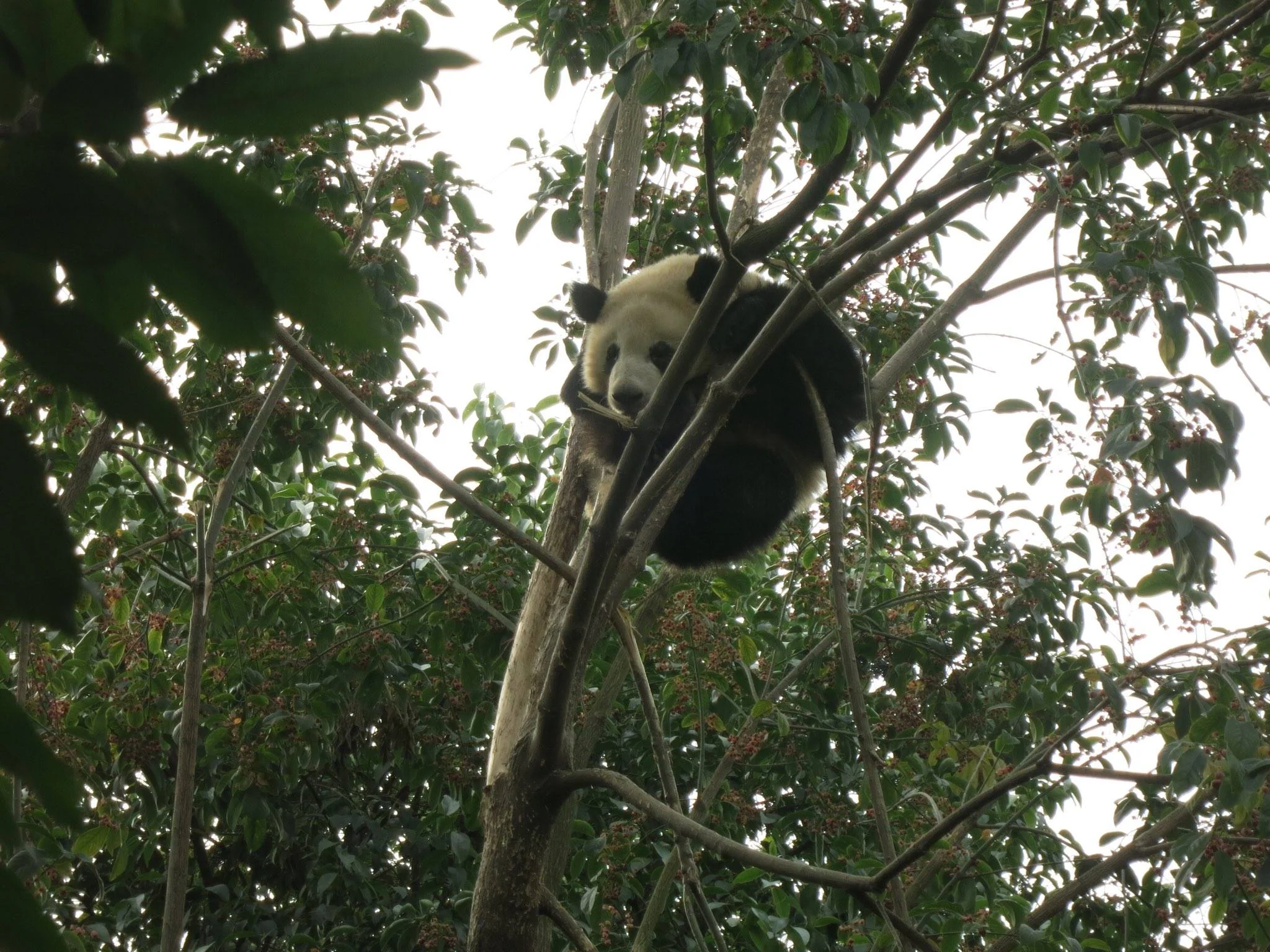 Chengdu