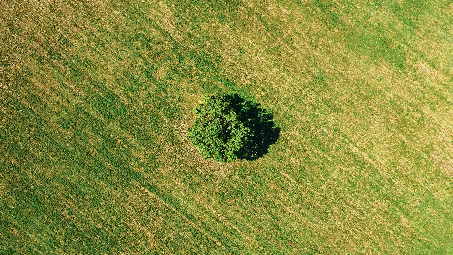 Field.jpg