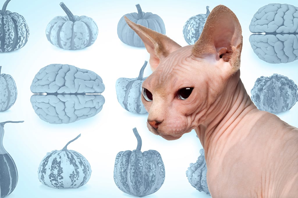 The secret of wrinkling