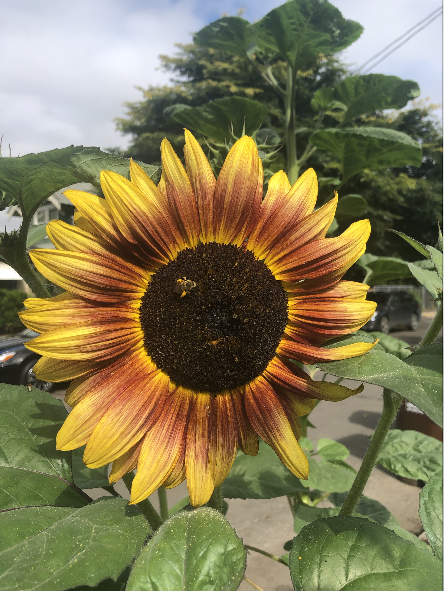 Sunflowers