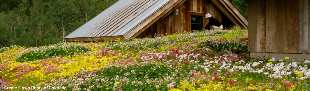 Credit_ Green Roofs of Colorado 2.png