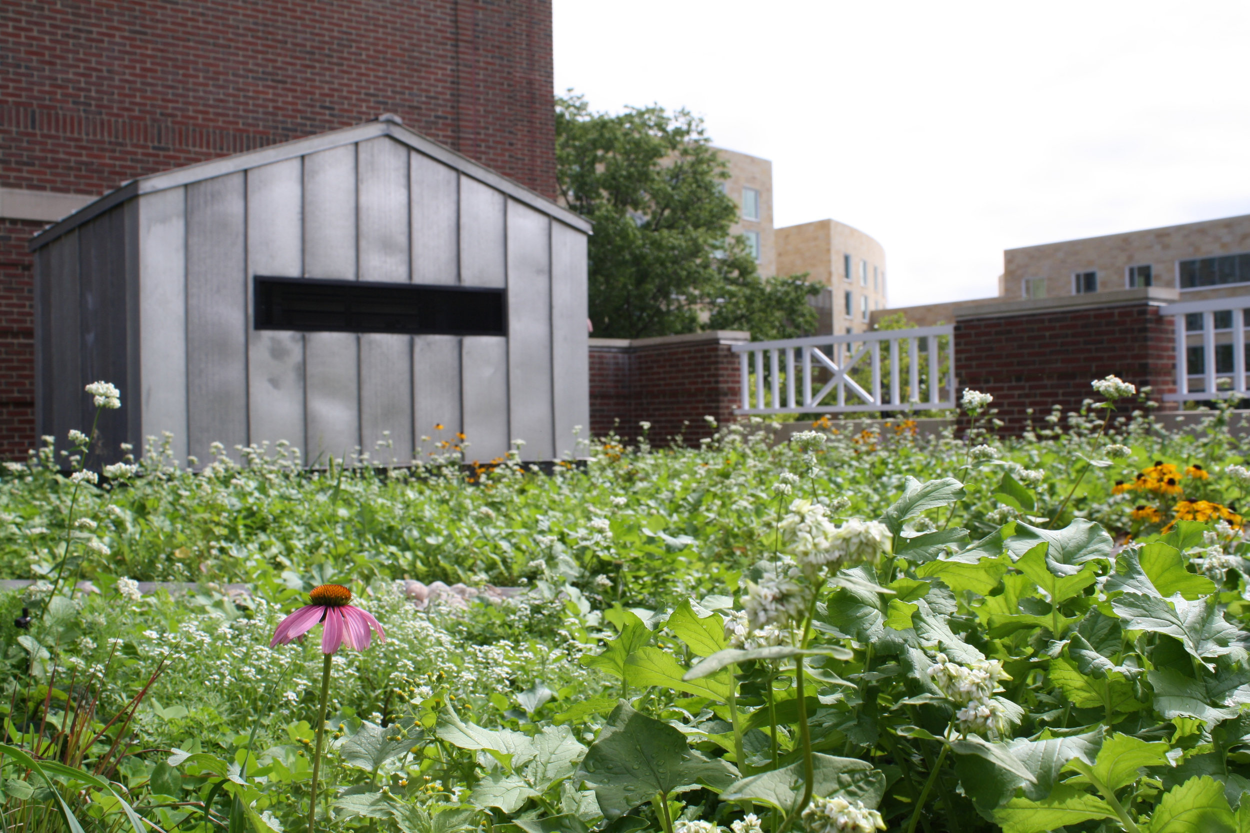 P12_Extensive_Institional_McArthurMcCollumBuildingRooftopMeadow-2_Credit-RecoverGreenRoofs.jpg