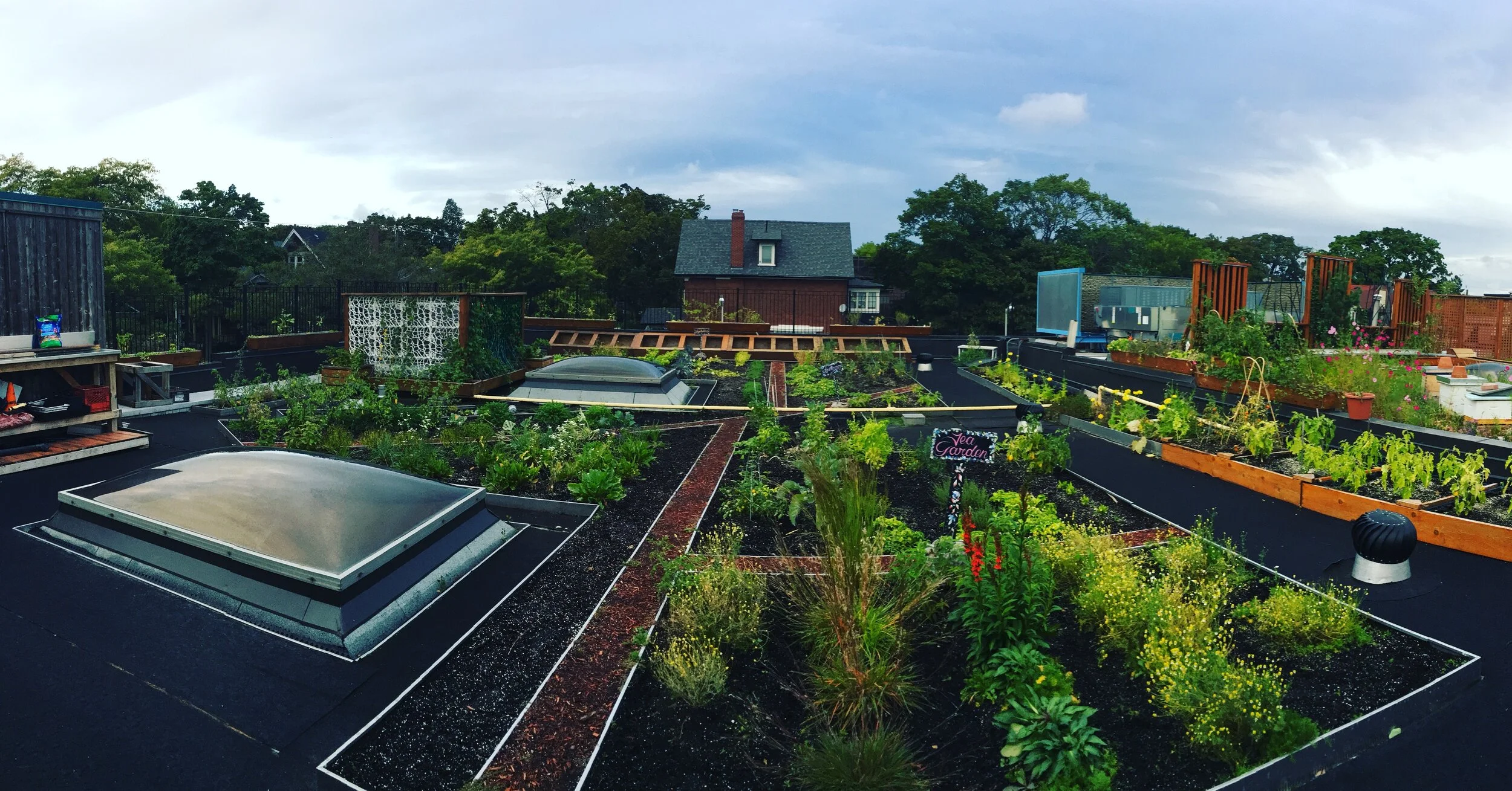 Grey to Green — Green Roofs for Healthy Cities