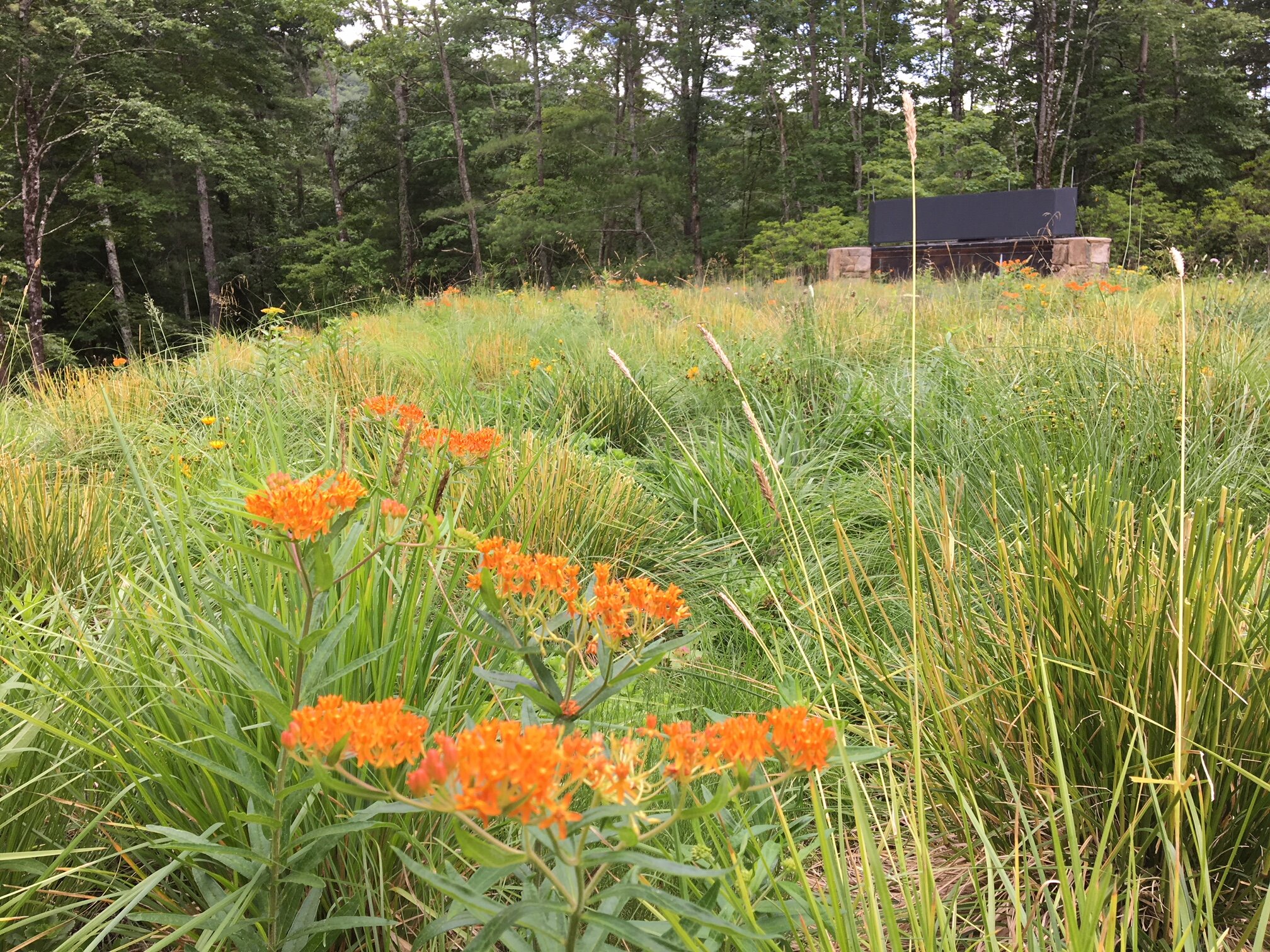 LivingRoofsInc_Sandyland_06.JPG