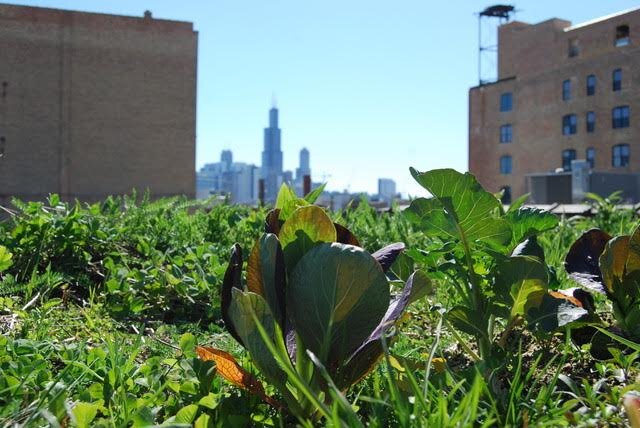 2017 1516WestCarrollAveRoofFarm2.jpg