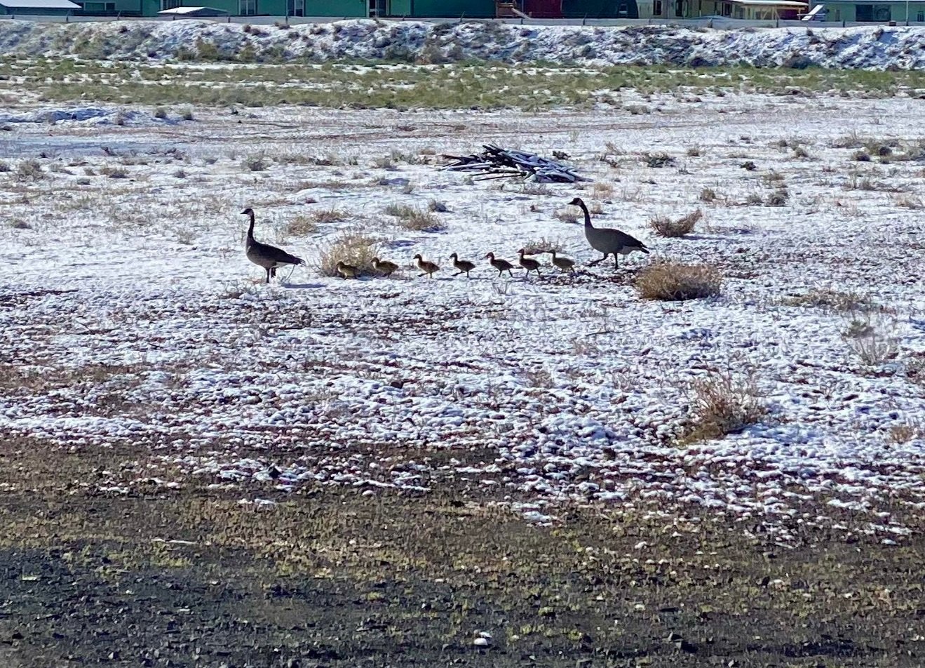 The SherpTek Wildlife Refuge