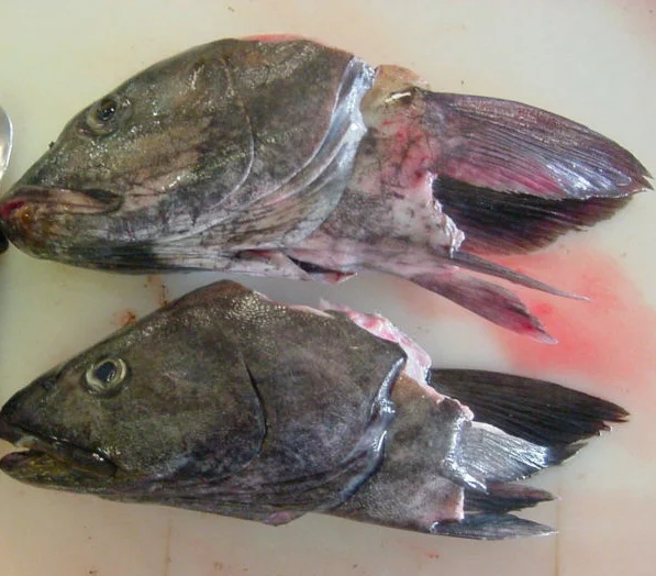 redfish.jpg
