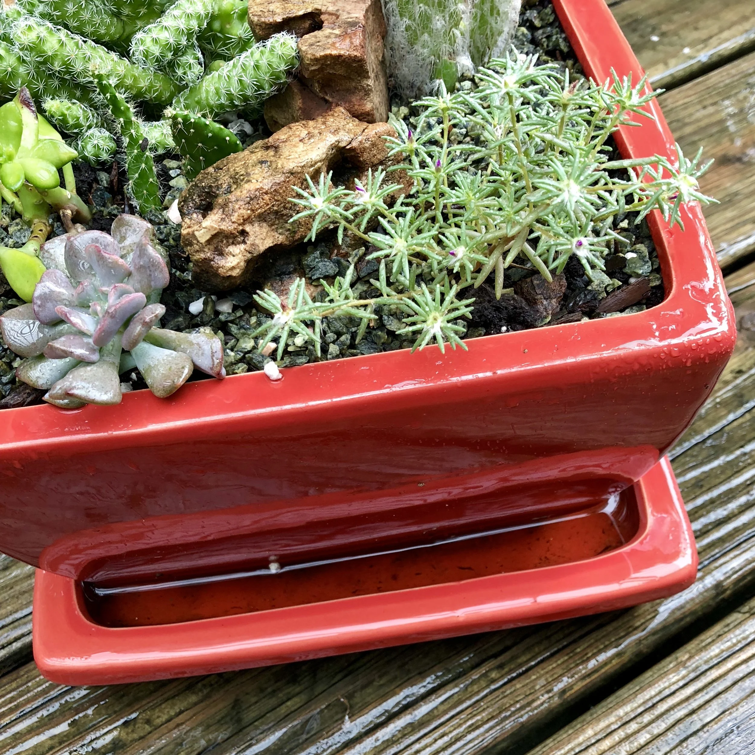 Avoid standing water in saucers to discourage root rot.