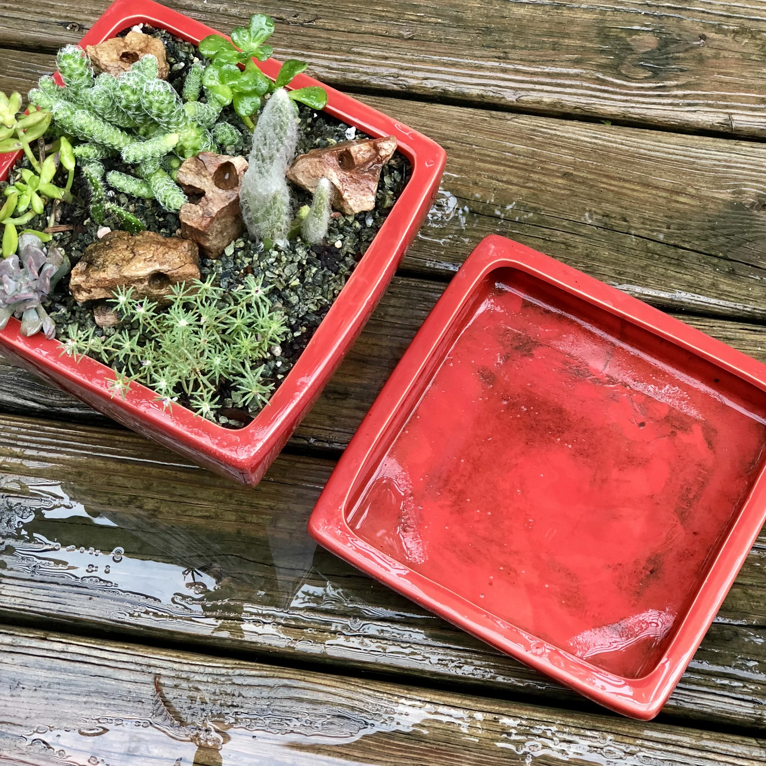 During rainy season it’s best to leave out of saucers to encourage full drainage.