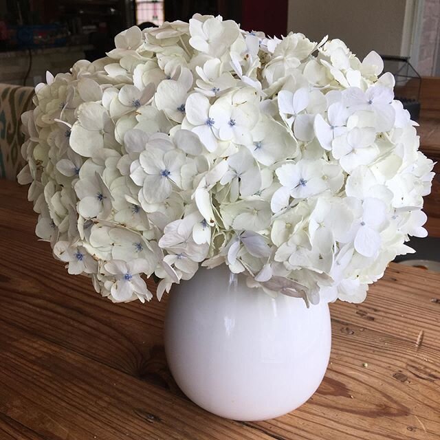 I bought these hydrangea March 13. The store stopped carrying all flowers the next day. Today is March 28 and they are still beautiful.  I changed the water every 3-4 days, cut stems 1&rdquo; each time and dipped the stems in Alum.  @katface28  It wo