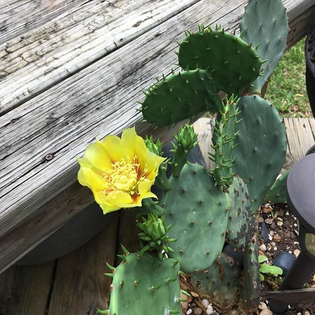 I get so excited! #texashillcountry #cactus #texaswildflowers