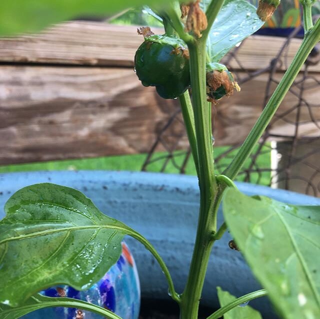 Pepper, pepper, pepper, bean 🤗. #homegarden #texashillcountrygardening #veggiegarden