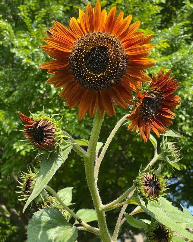 Velvet queen sunflower 7 1/2 ft tall!🤯 #sunflowers #backyardgarden #velvetqueen