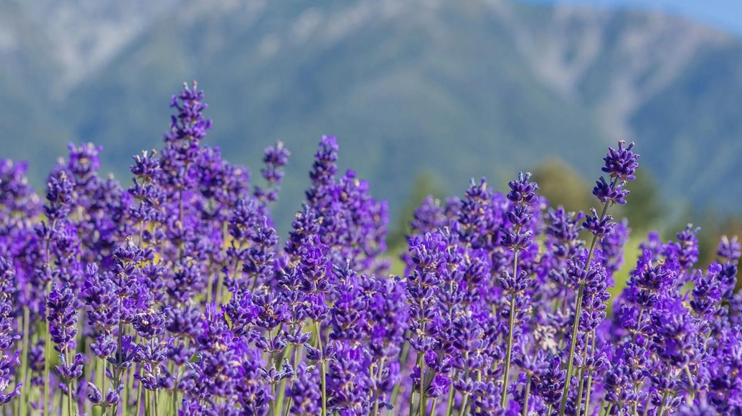 maui-lavender-farm-2-1500x609.jpg
