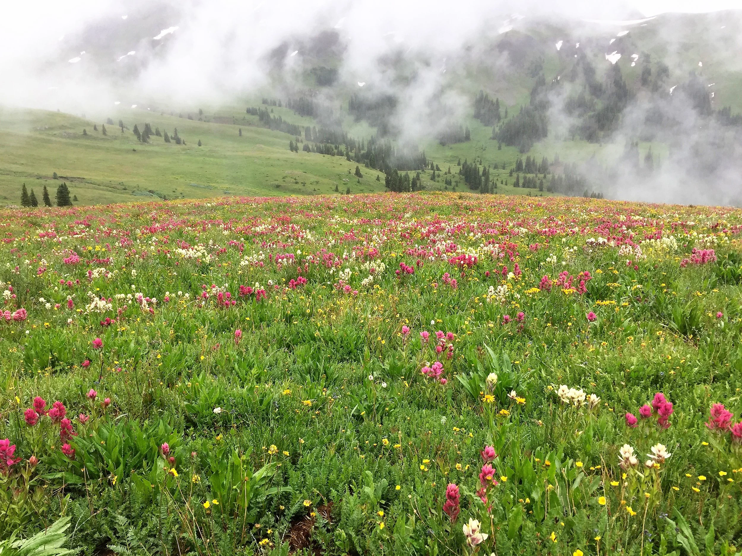 What's in Your Mug: Oh-Be-Joyful Blend