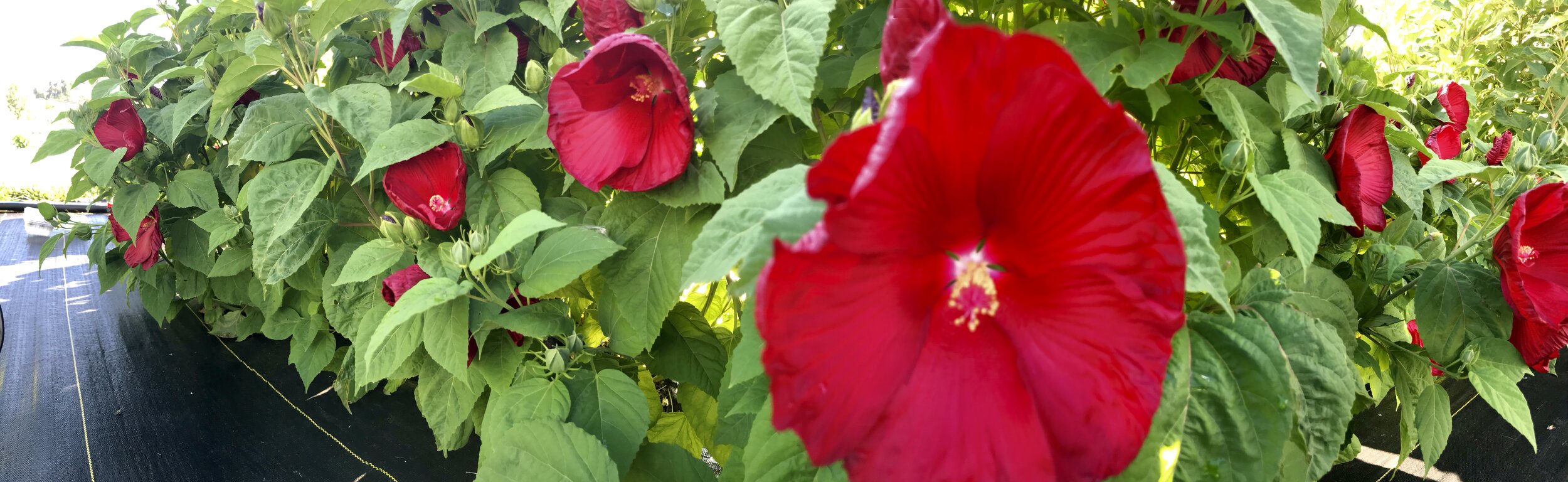 Still Growing Strong