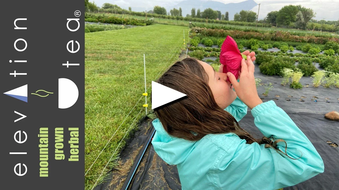 The Indelible Memories of Summer