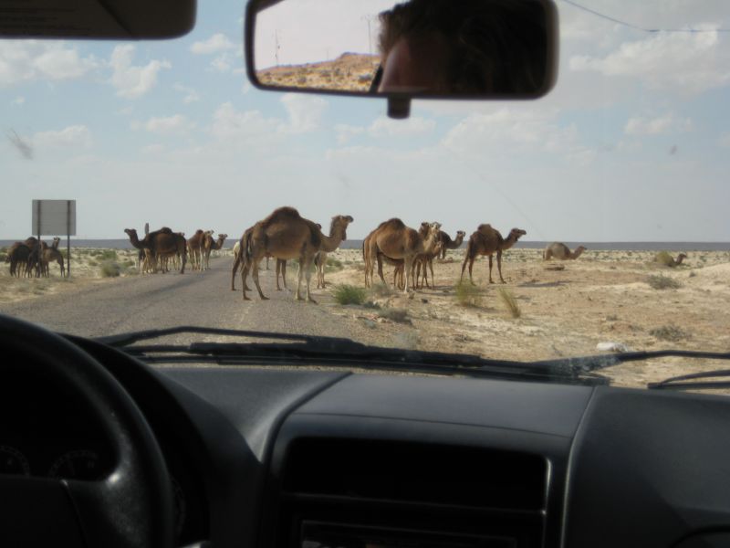 camels on the road, tunisia