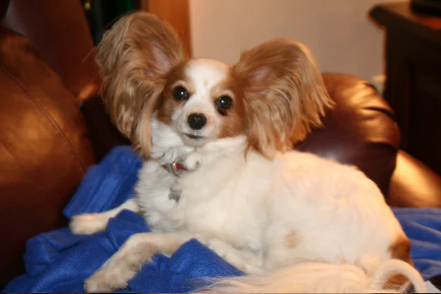 Gatsby enjoyed a comfortable spot…