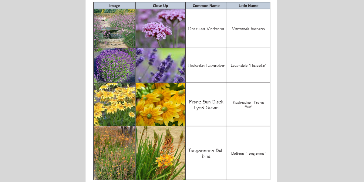 PLANT PALETTE This showcases the color segment of the plant palette for the planting areas. We are blending the wild ranch look with a more maintained garden. A canvas of grasses will allow these warm color to pop and draw the eye around seasonally.