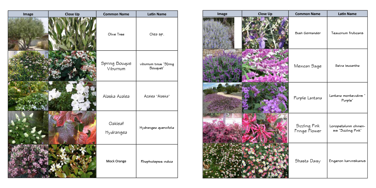 PLANT PALETTE A balance of strong structural shrubs and floral drifts combine to welcome visitors into the home. Year around interest as well as a solid connection to surviving areas of landscaping.
