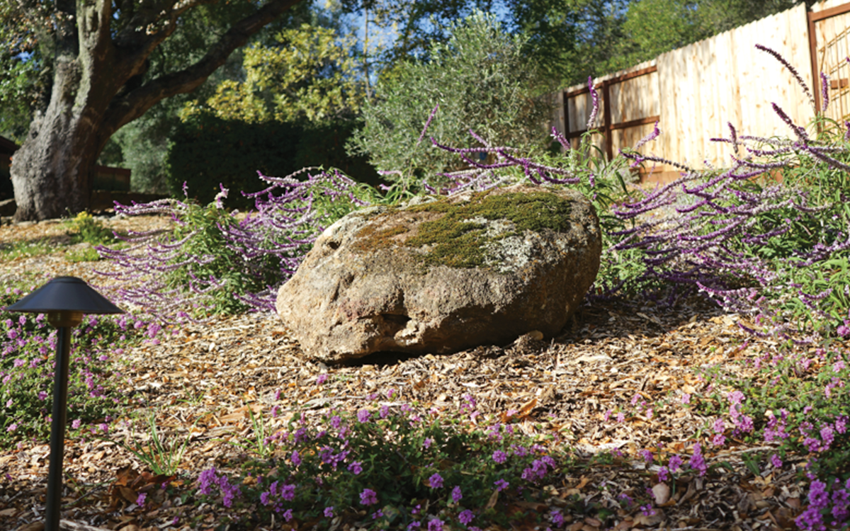 FOCAL POINT This boulder found its way into the design mid installation. As we laid out the plants something was missing here, we needed an anchor. The story the followed was heartwarming, connecting back in time to when the house was first built. In the end this incredible field stone is now greeting visitors as they arrive.