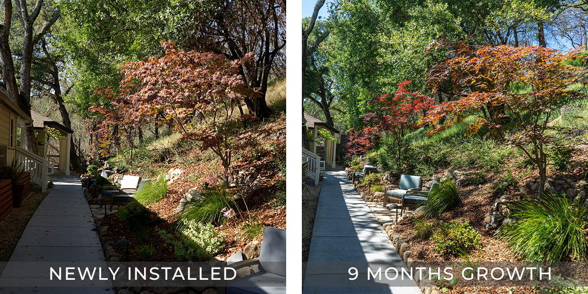 FOREST WALKWAY A key feature of the landscape is the native oaks. We helped to revitalize areas that had been spared from the fire but needed to connect seamlessly with the new construction. We simplified our palette of plants to create a landscape that is elegant and inviting year around.