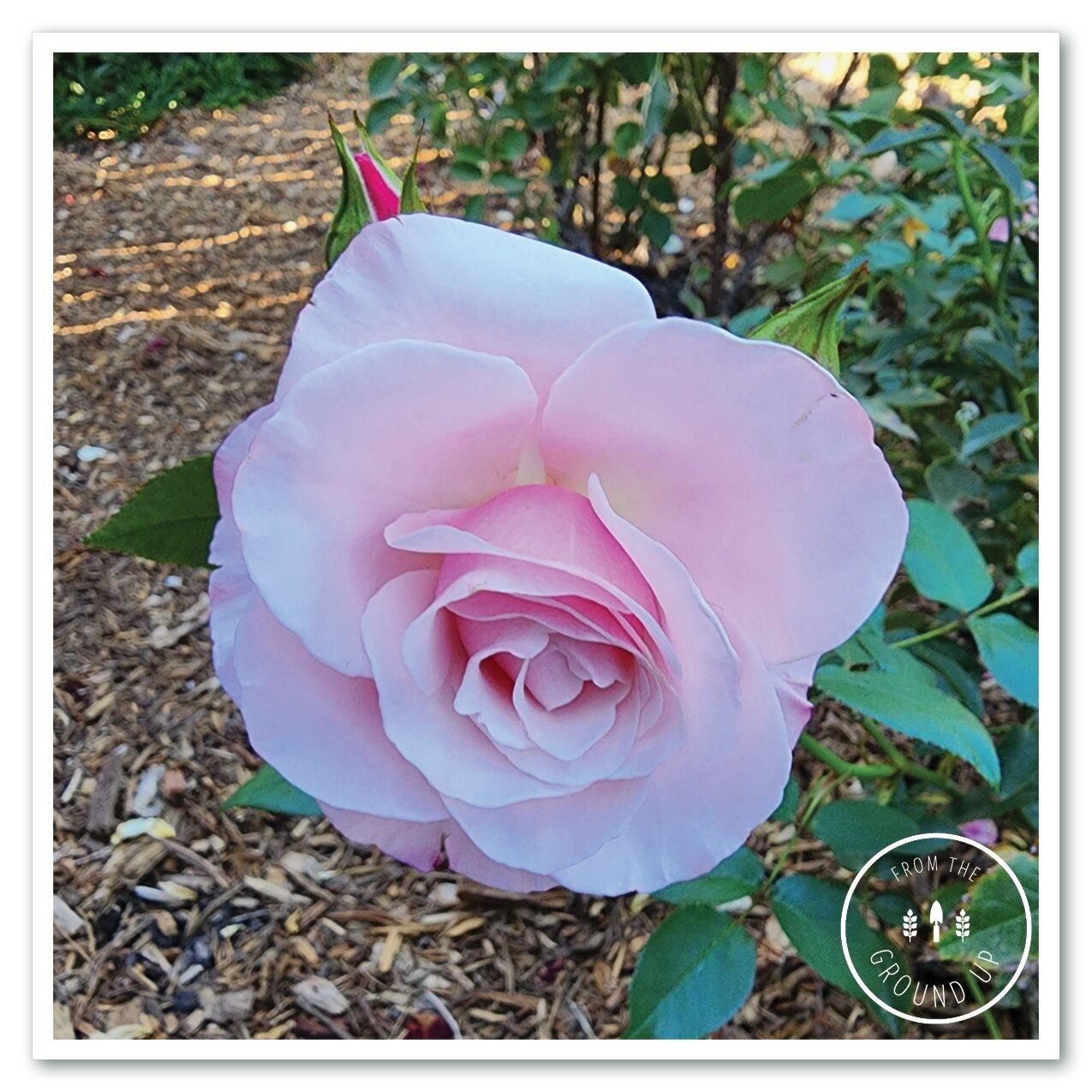 We're working to identify this rose, it could be Sweet Afton. ⁠
⁠
Have you ever seen a rose this perfect? ⁠
⁠