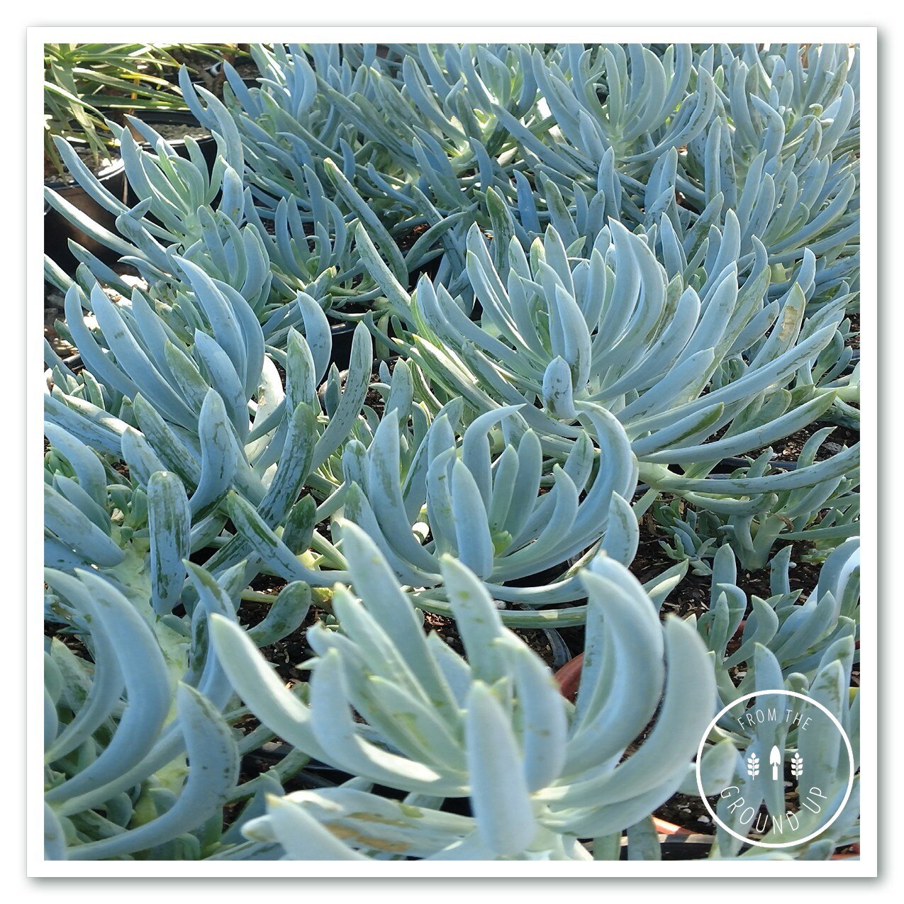 We're headed into the frosty season. Make sure to protect any tender succulents or citrus trees. This Blue Chalk Fingers plant is just such a stunning color that we love using this as an accent or in blue themed designs. ⁠
⁠