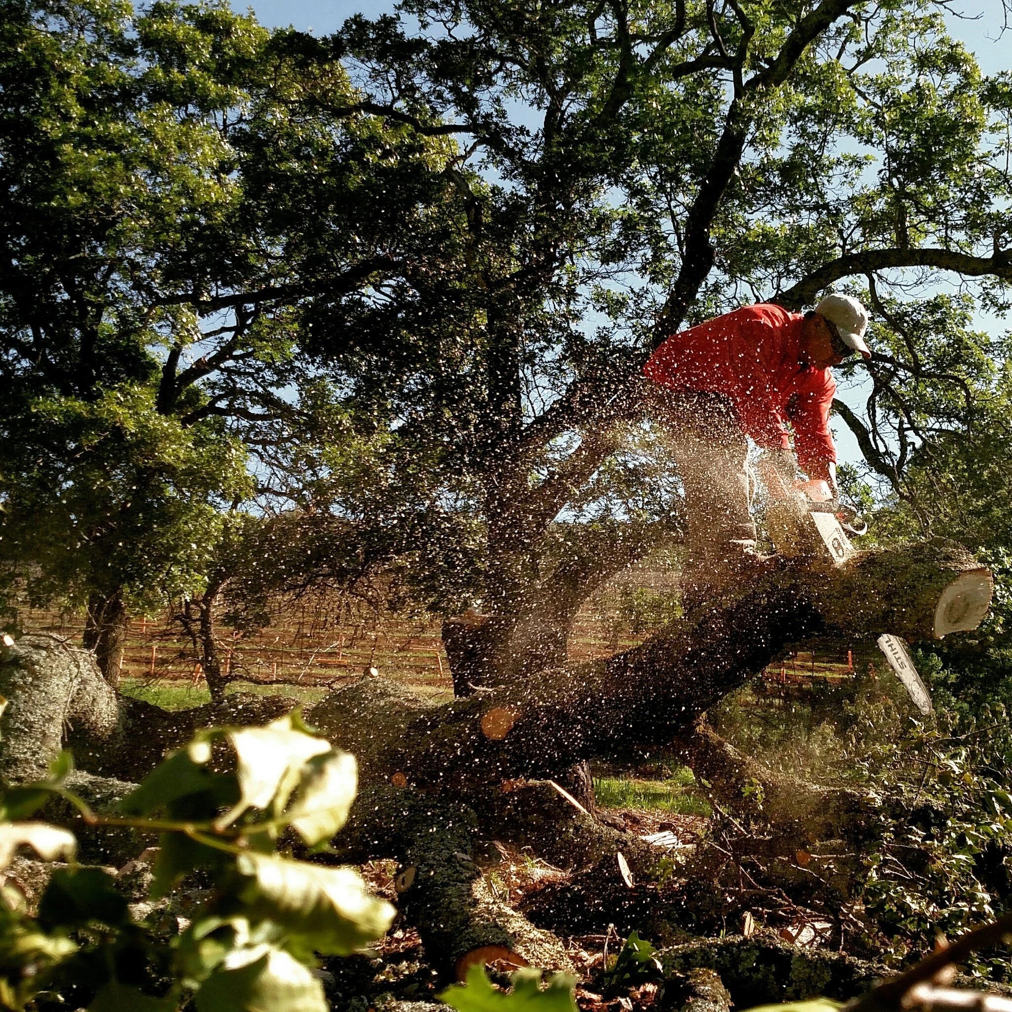 Design Tip: Start with Landscape Maintenance