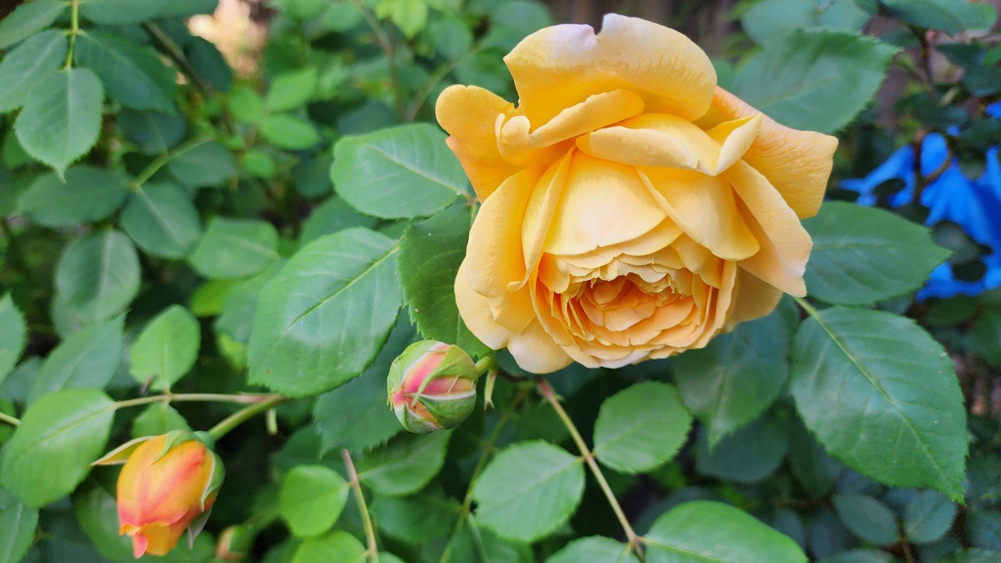 Golden Celebration - David Austin Rose⁠
⁠
This beautiful rose is still to this day one of my favorite. It has a lemony scent and a stunning golden yellow blossom. Each stem normally has 1-4 blooms and it reblooms well throughout the year. ⁠
⁠
#PlantS