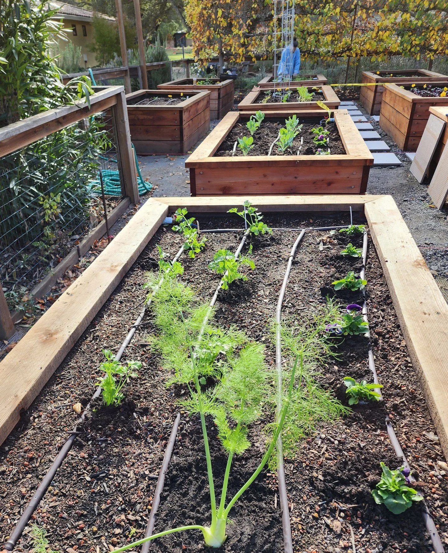 Here's your reminder to plant your vegetable beds!⁠
⁠
Now is the time to plant your summer vegetable garden. It's still important to keep an eye out for late frost to protect your most tender starts.⁠
⁠
When in doubt ask your local nursery for advice